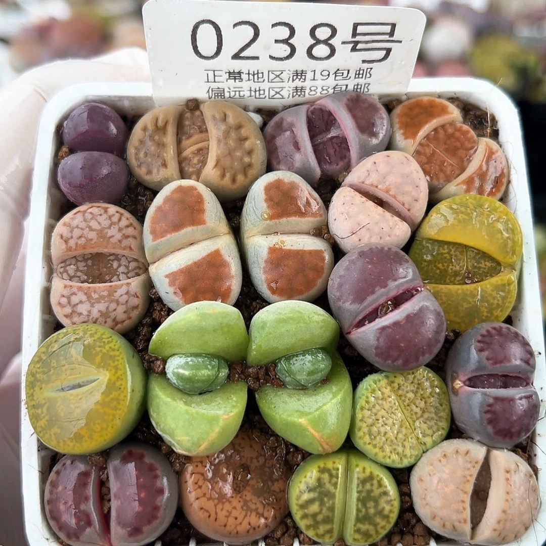 好养易活生石花大母本0238