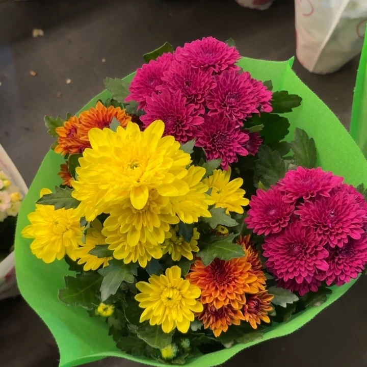 彩色荷兰菊盆栽带花发货