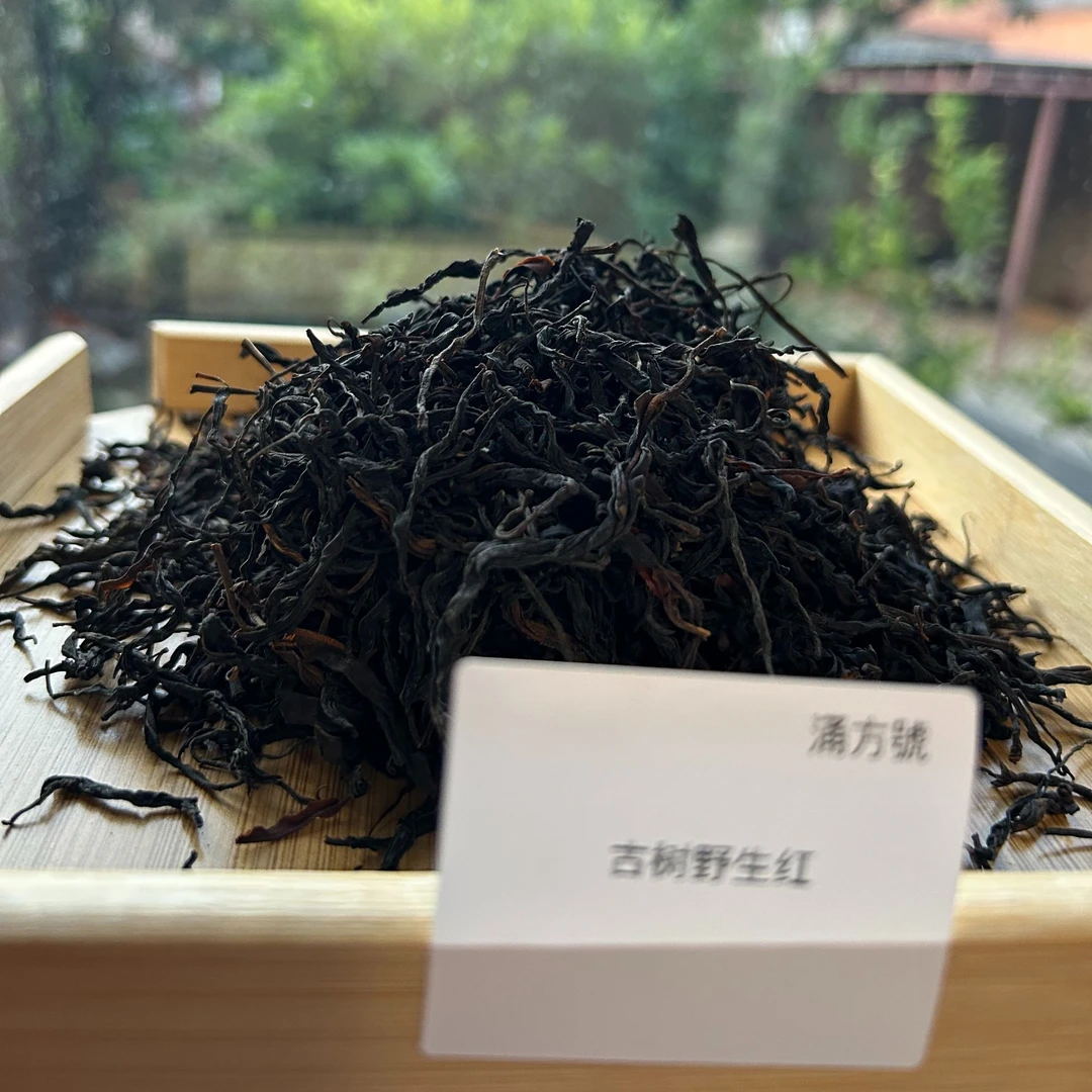 2025年古树野生红