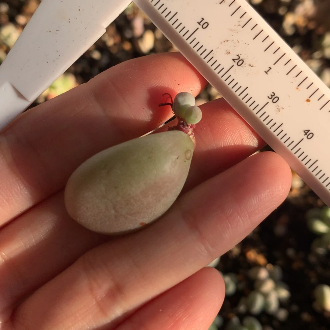 大叶奶不满28发到付，发一片叶，~