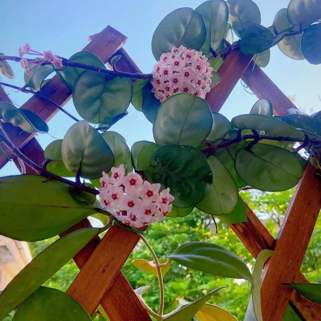 圆叶克林顿球兰阳台植物开粉色花球皮实耐养爬藤懒人垂挂开花超长
