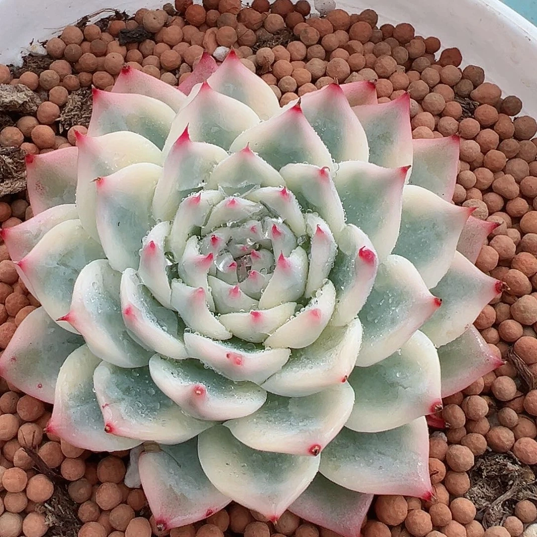 吉娃娃锦，不同基因覆轮锦