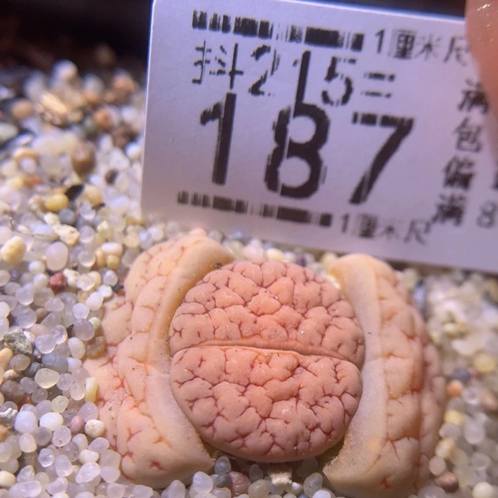 精品生石花215.187