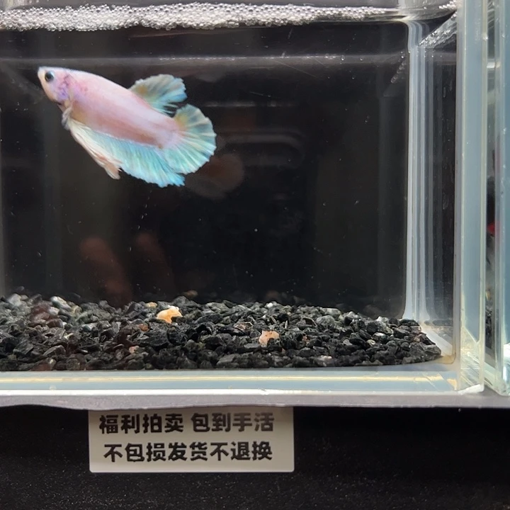 斗鱼竞拍跑单拉黑26日29