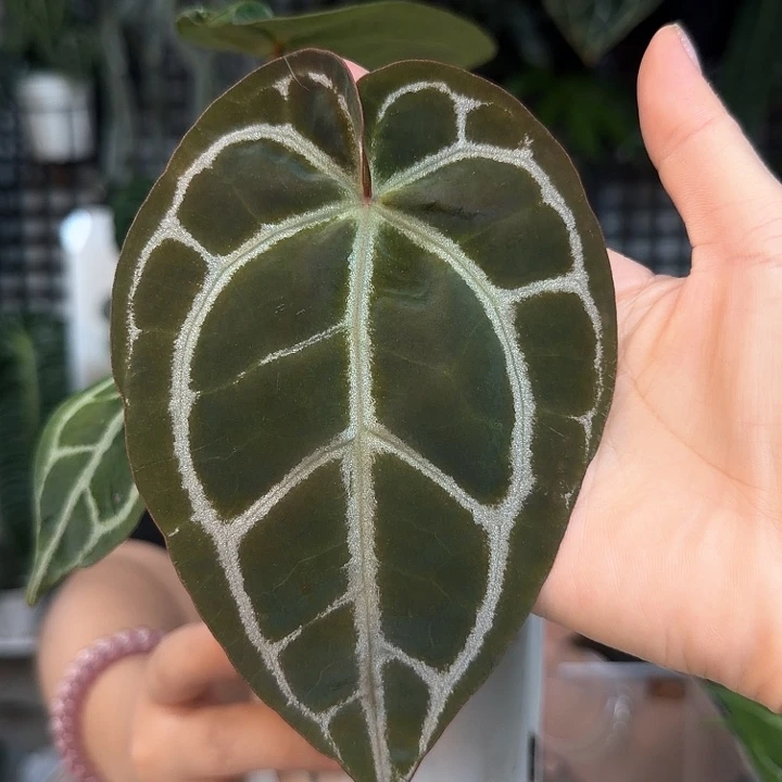 完全开放小钻石杂红水晶O17