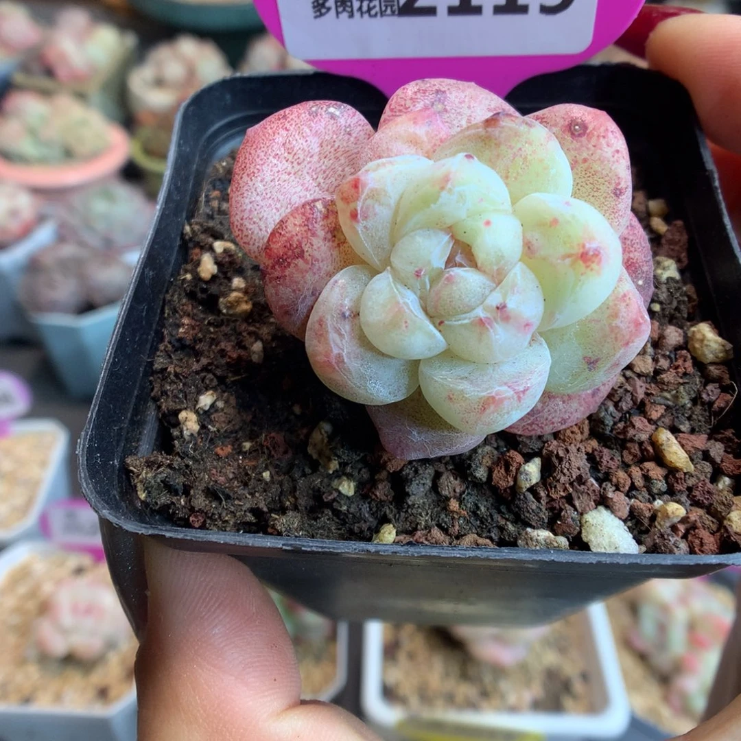 2119冰玉石化多肉植物