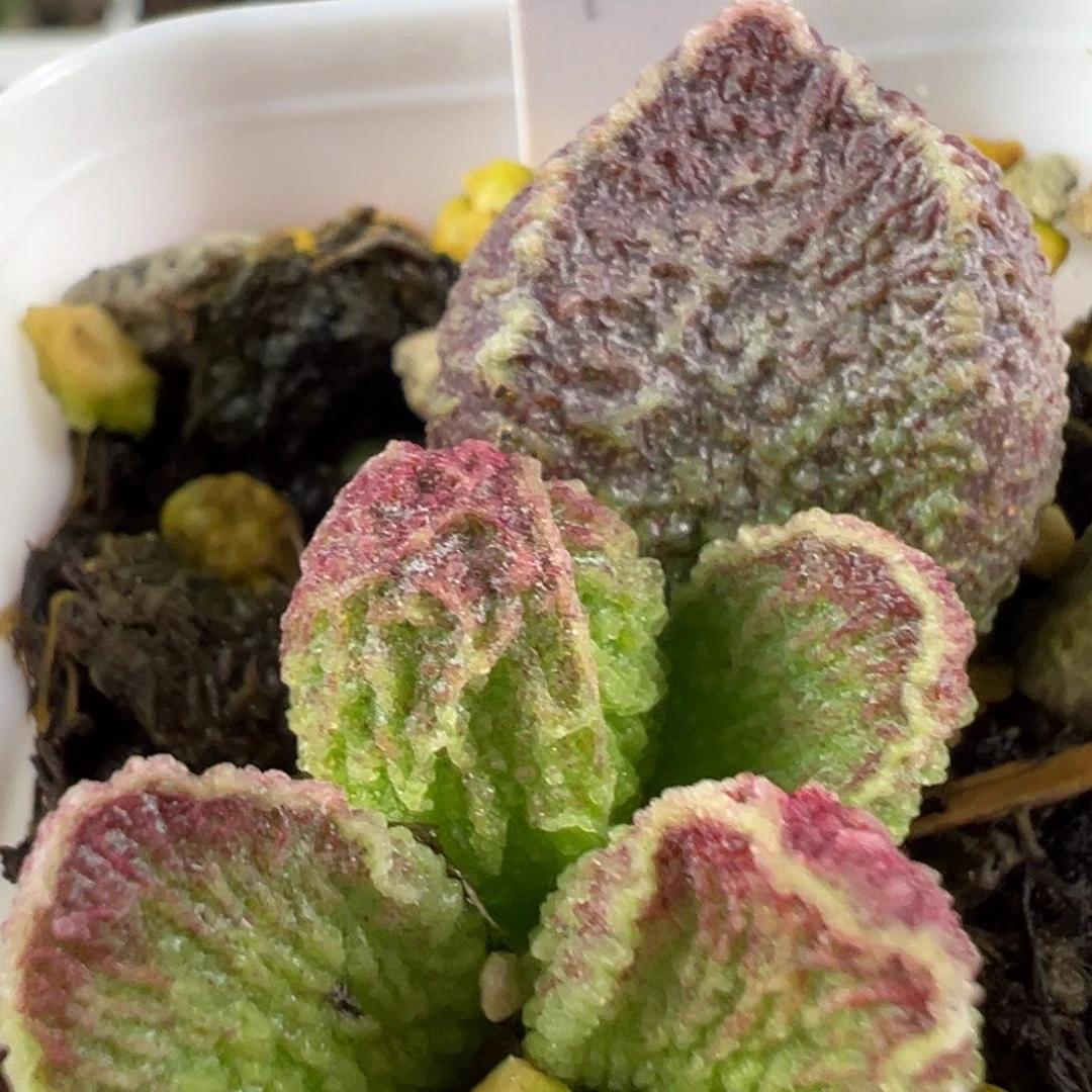 w冰晶纹路款实生新品