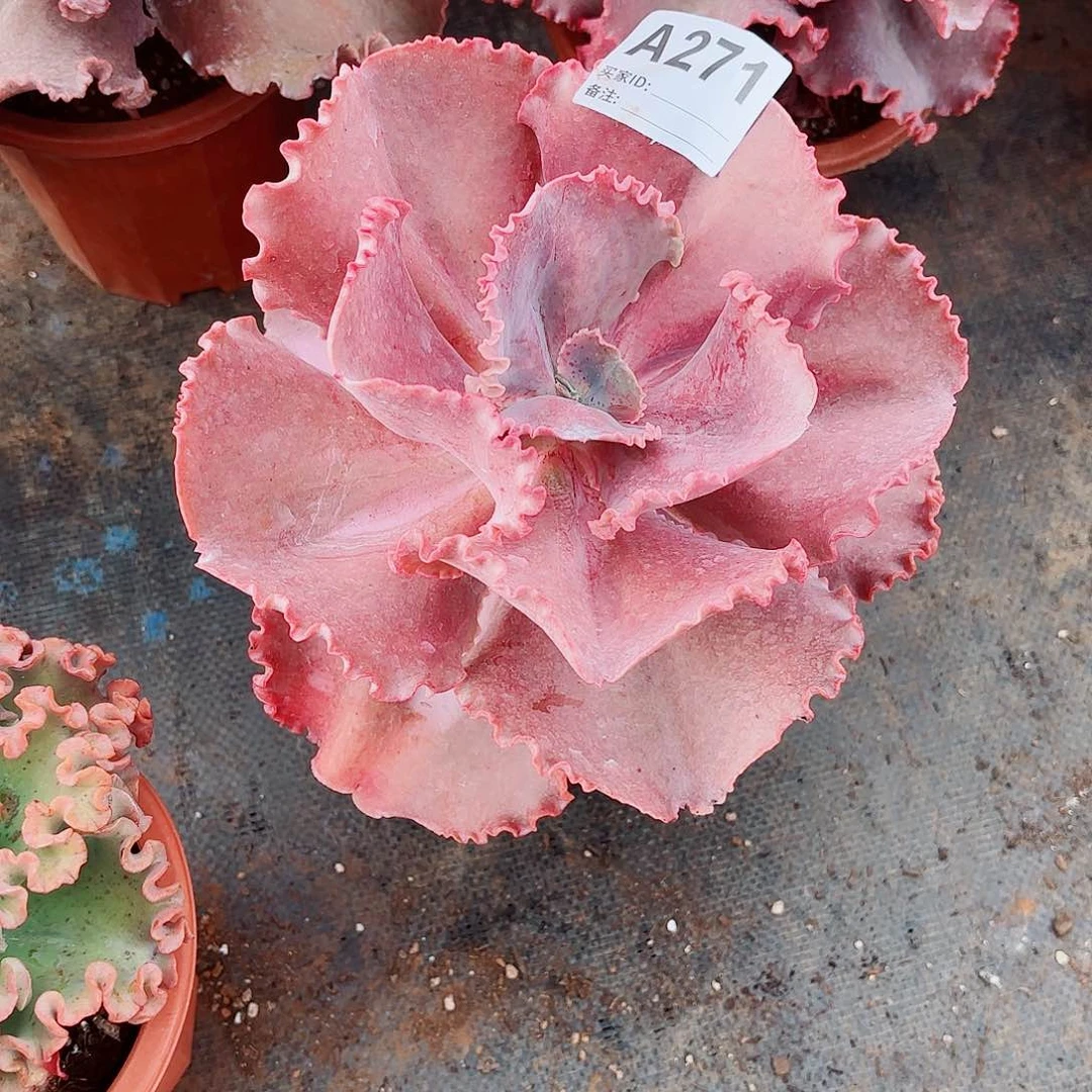 全部花朵爱****！法国皇后多肉271