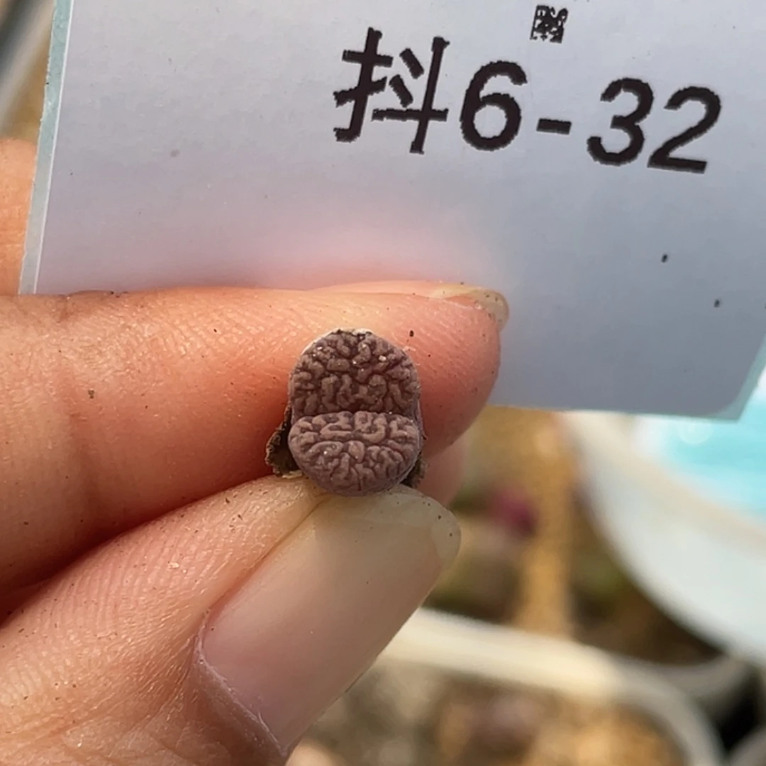 6-32鸟多肉植物肉锥