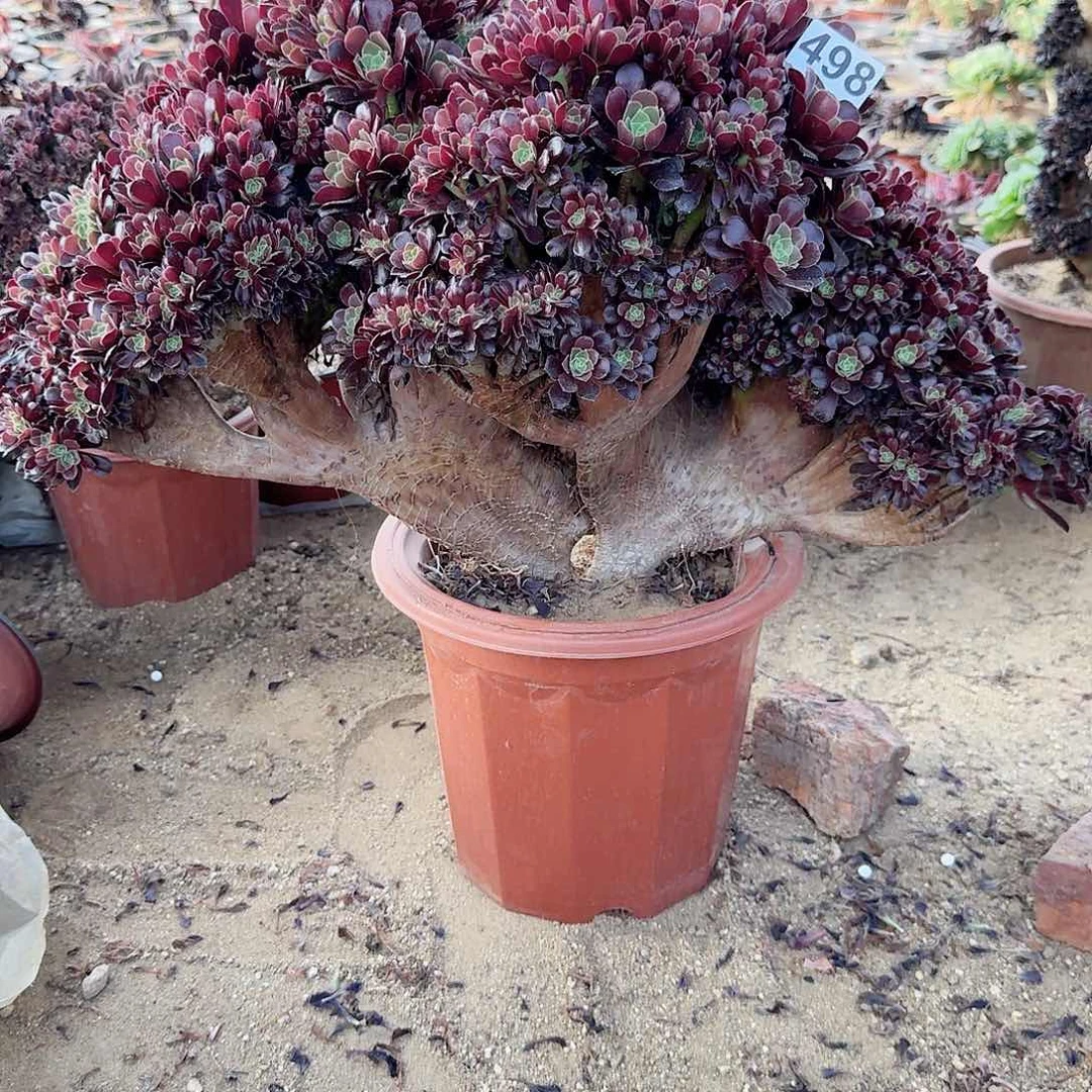 林**虎498欧紫朵朵一颗呀呀