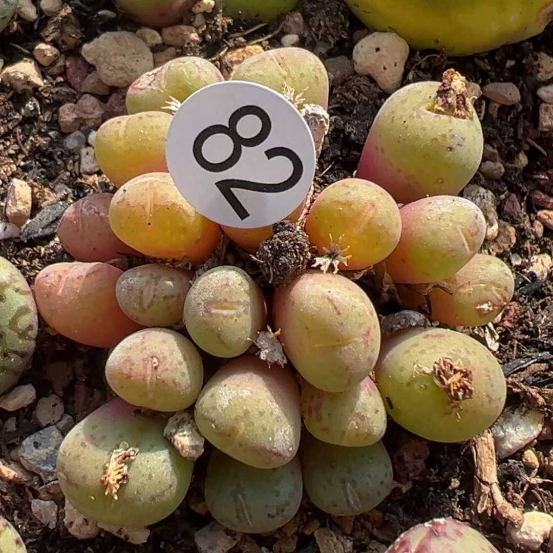 多肉植物111111111111111