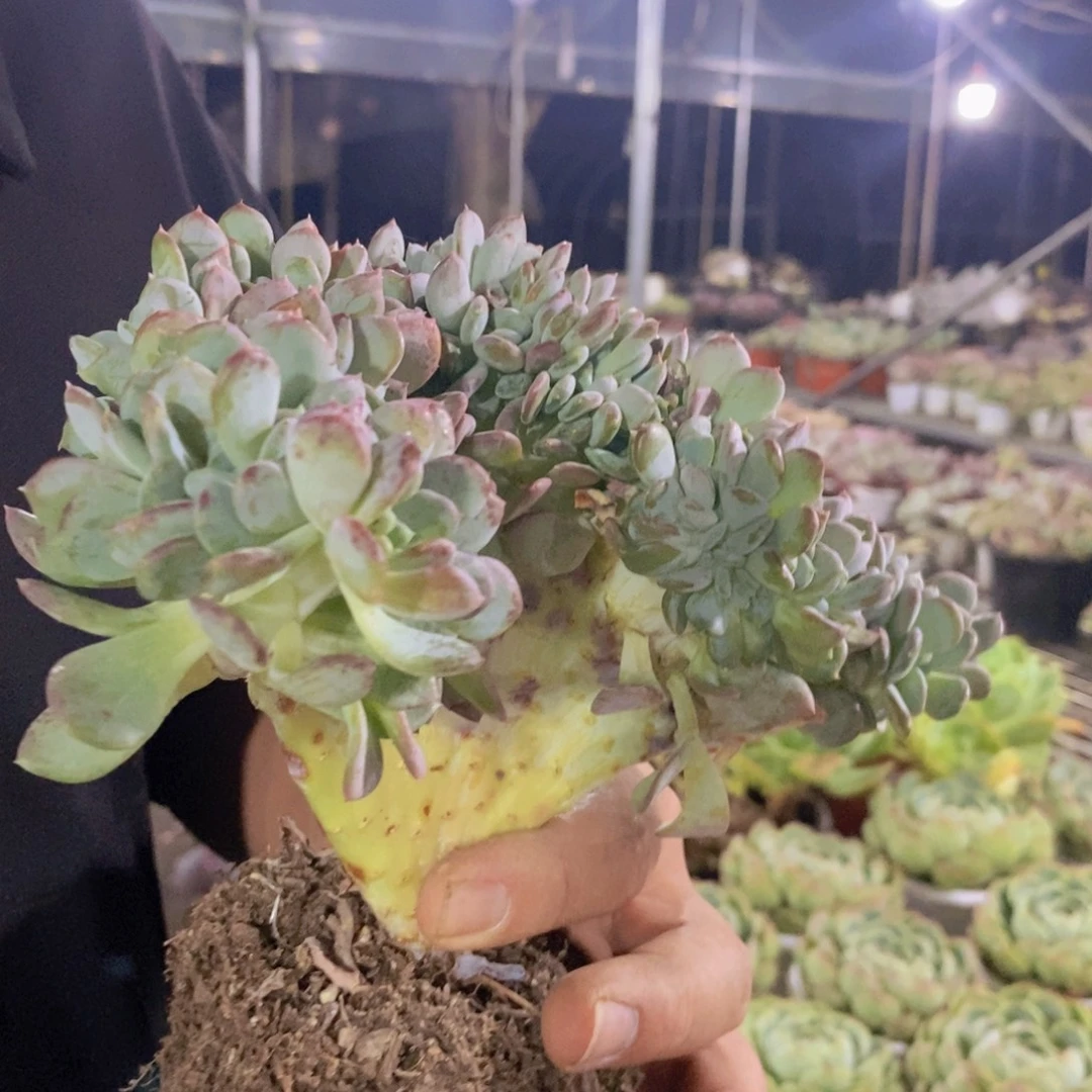 玛瑙缀化整桩整板子