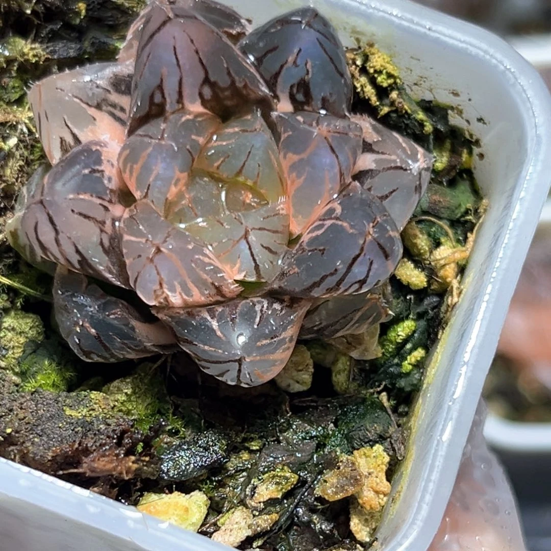 恭喜发财大吉大利4733