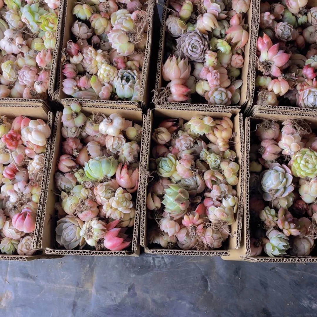 多肉植物小卡拉米一箱