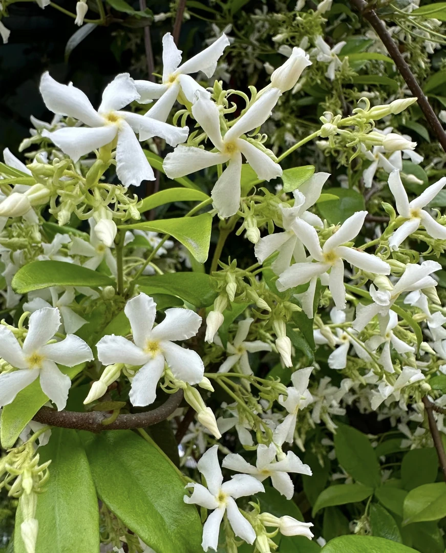 [风车茉莉] 140口径盆 多年生庭院花镜爬藤植物四季开花卉带花苞