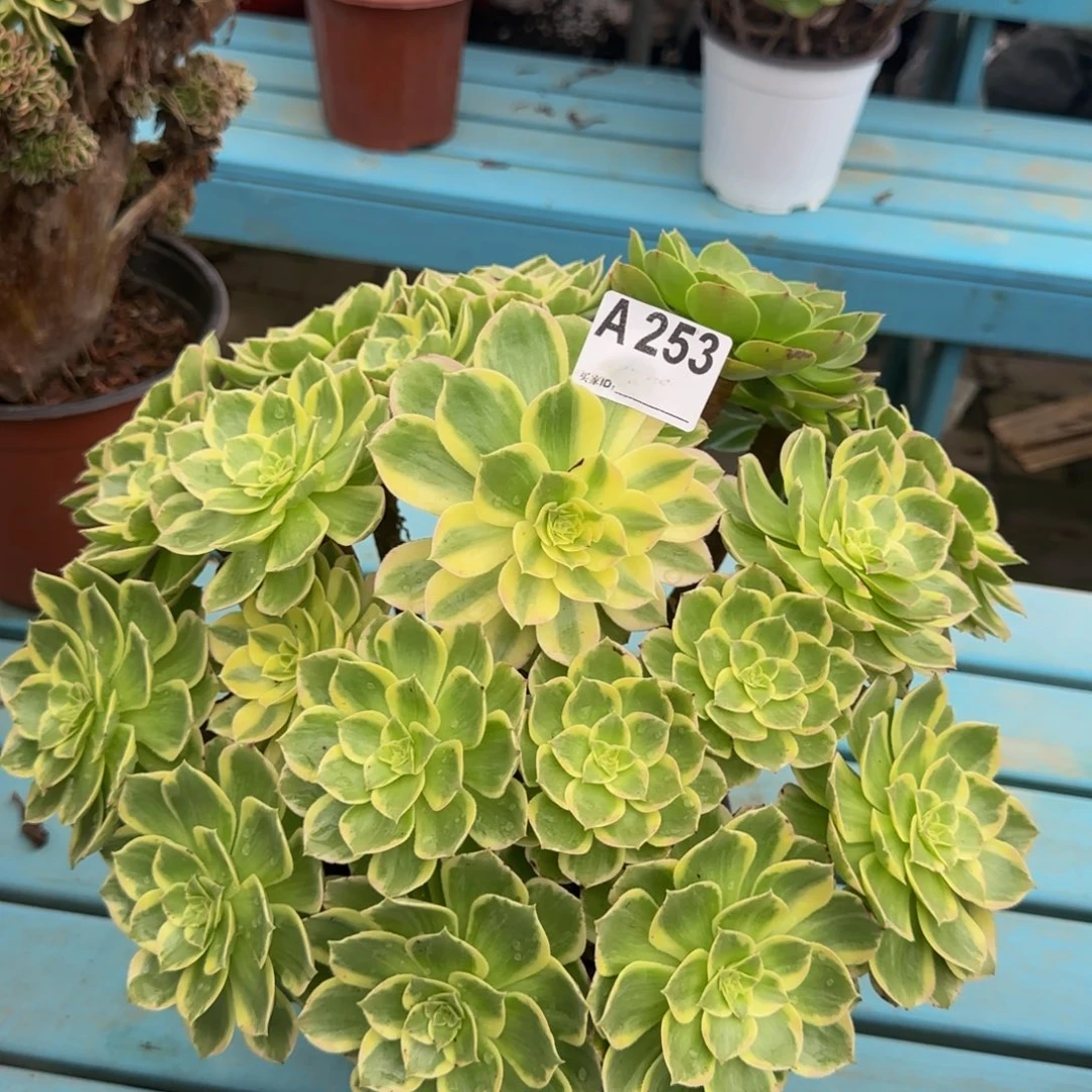 水晶莲花。    253。