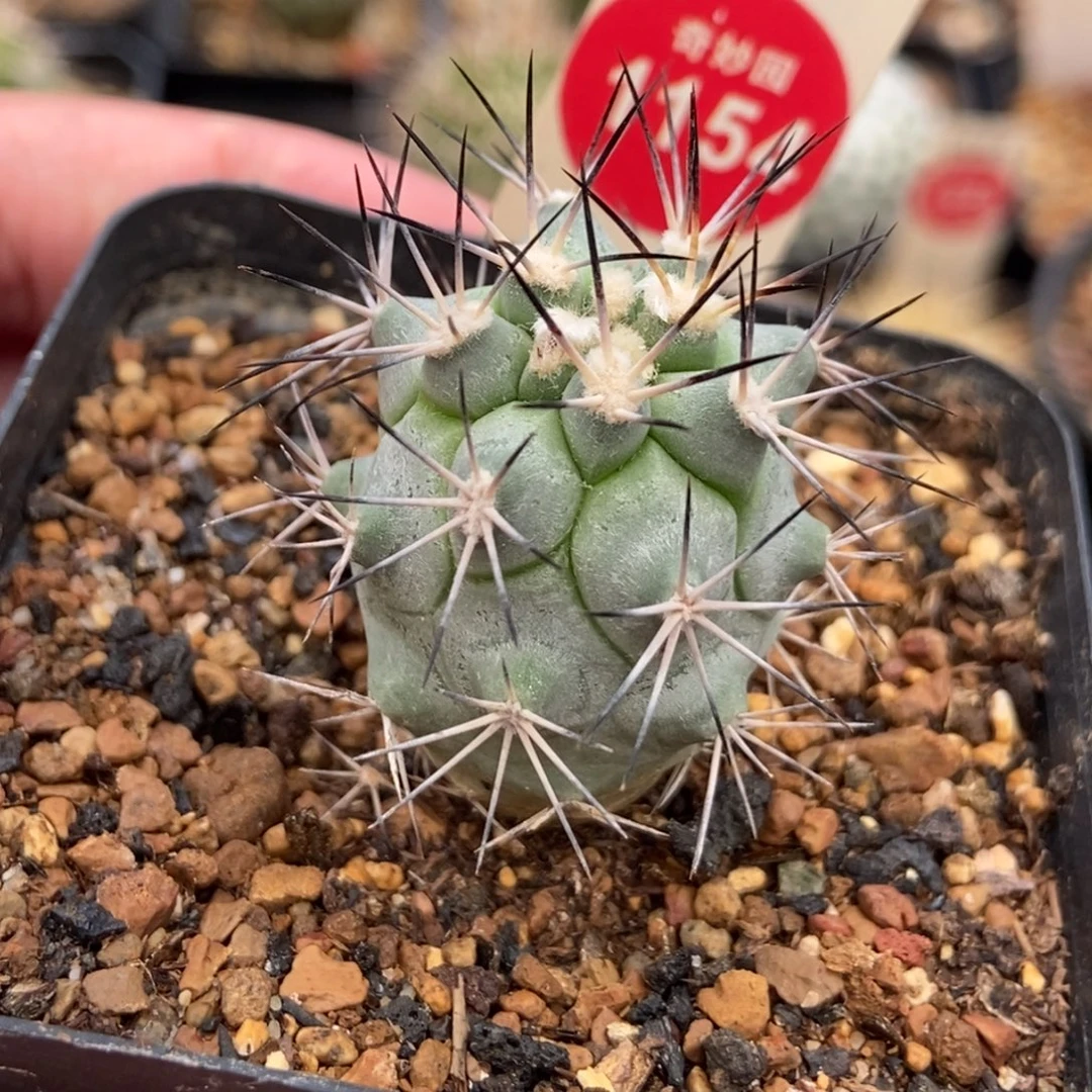 实生强刺黑枪玉3cm