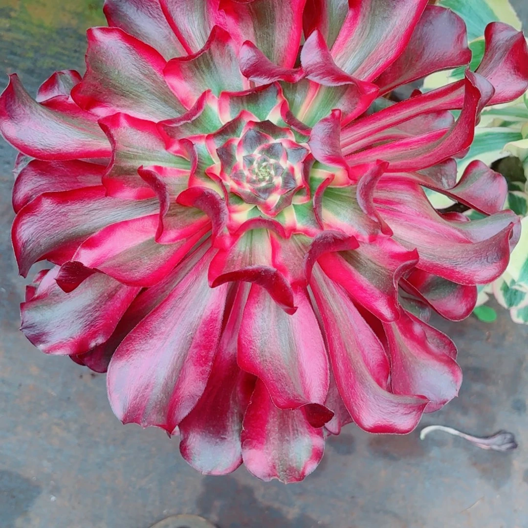 自***、云南多肉植物寄养发货