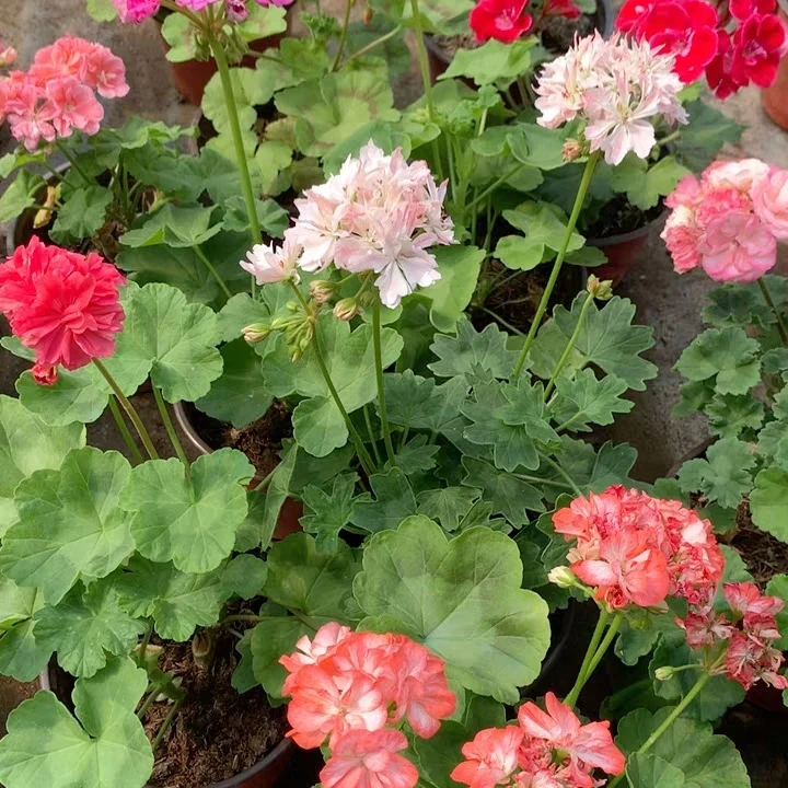 4盆4个品种 不选品种 品种不同大小不同