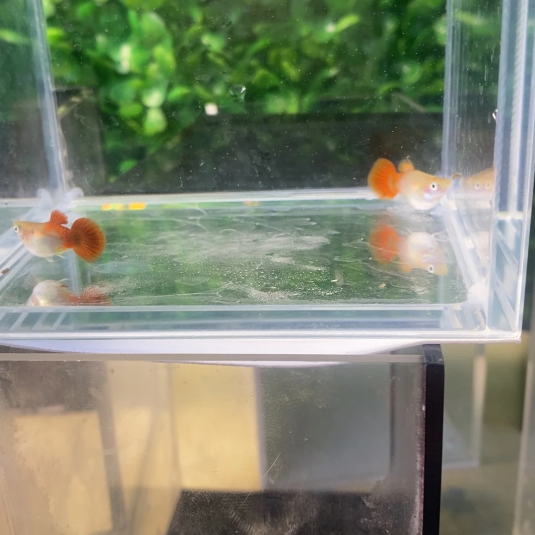 孔雀鱼黄暴球一对
