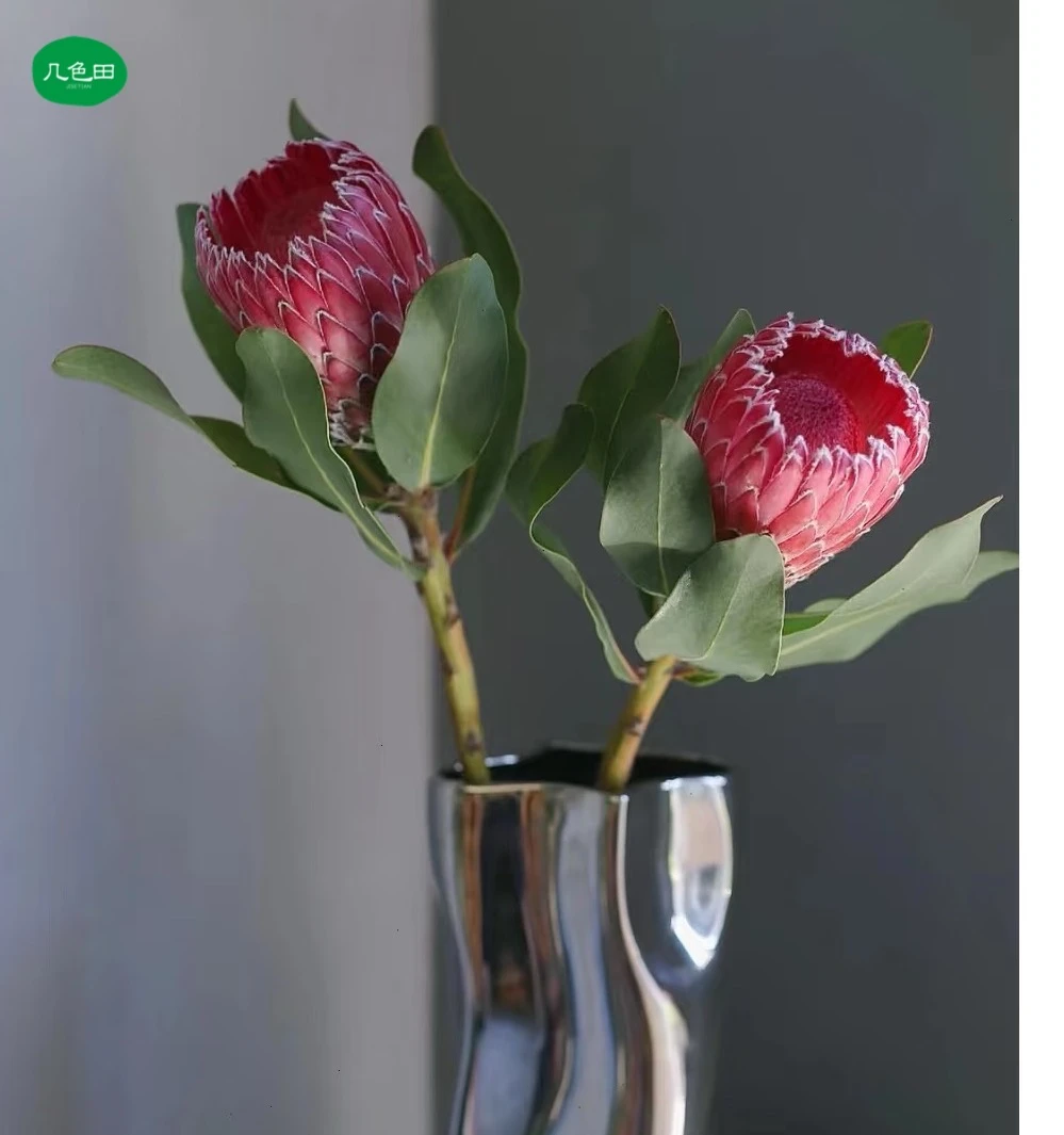公主(叶子褐化是正常的)----公主花云南直发鲜花云南花插花鲜花