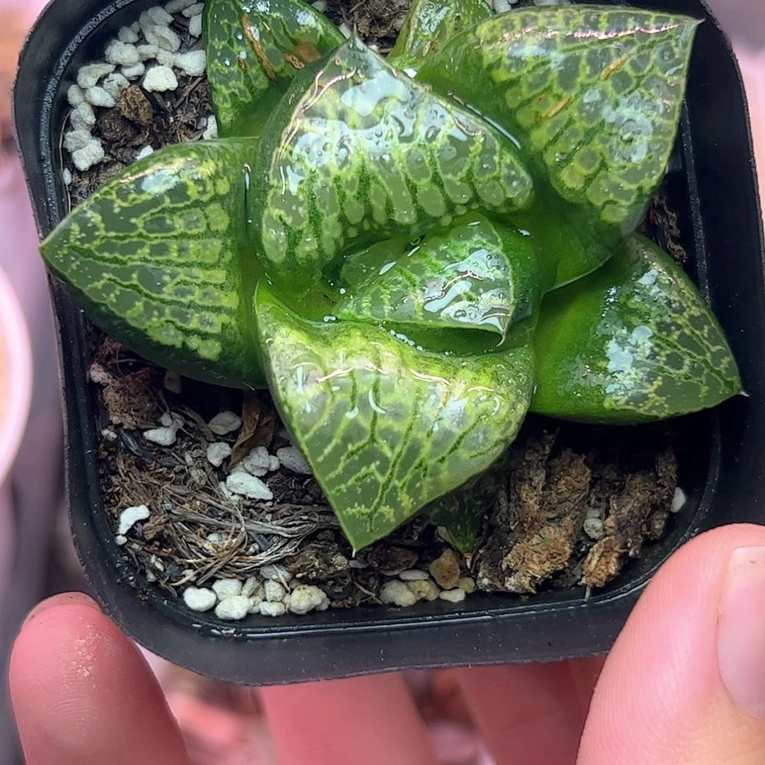 巨大化唐草十二卷多肉植物