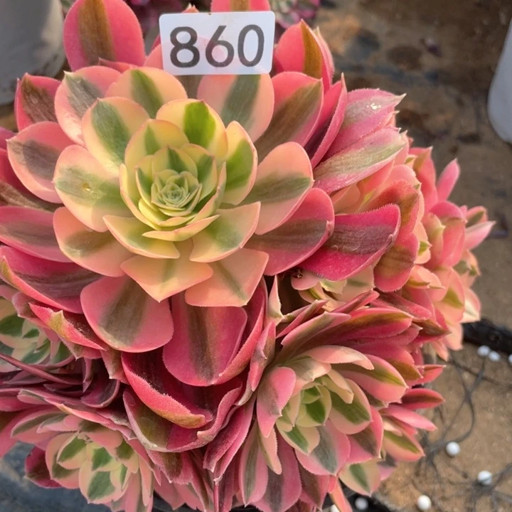 860多肉植物粉女巫