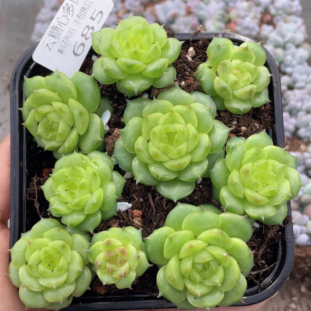 云糖心多肉植物685