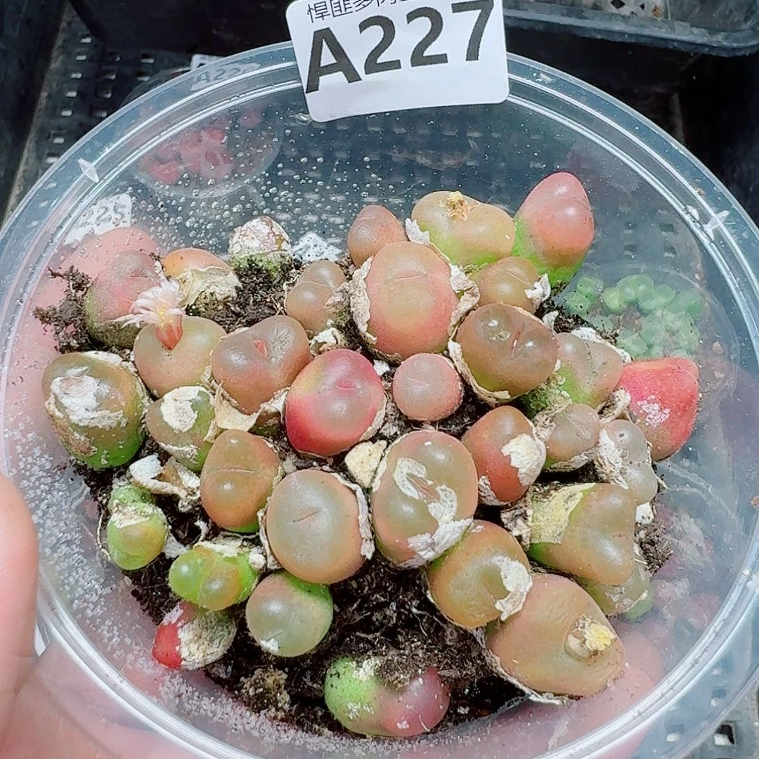 227多肉植物多肉植物