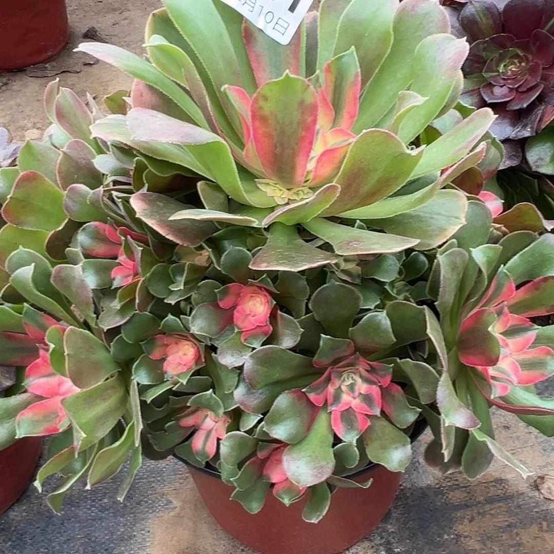 12.10/21香妃多肉植物