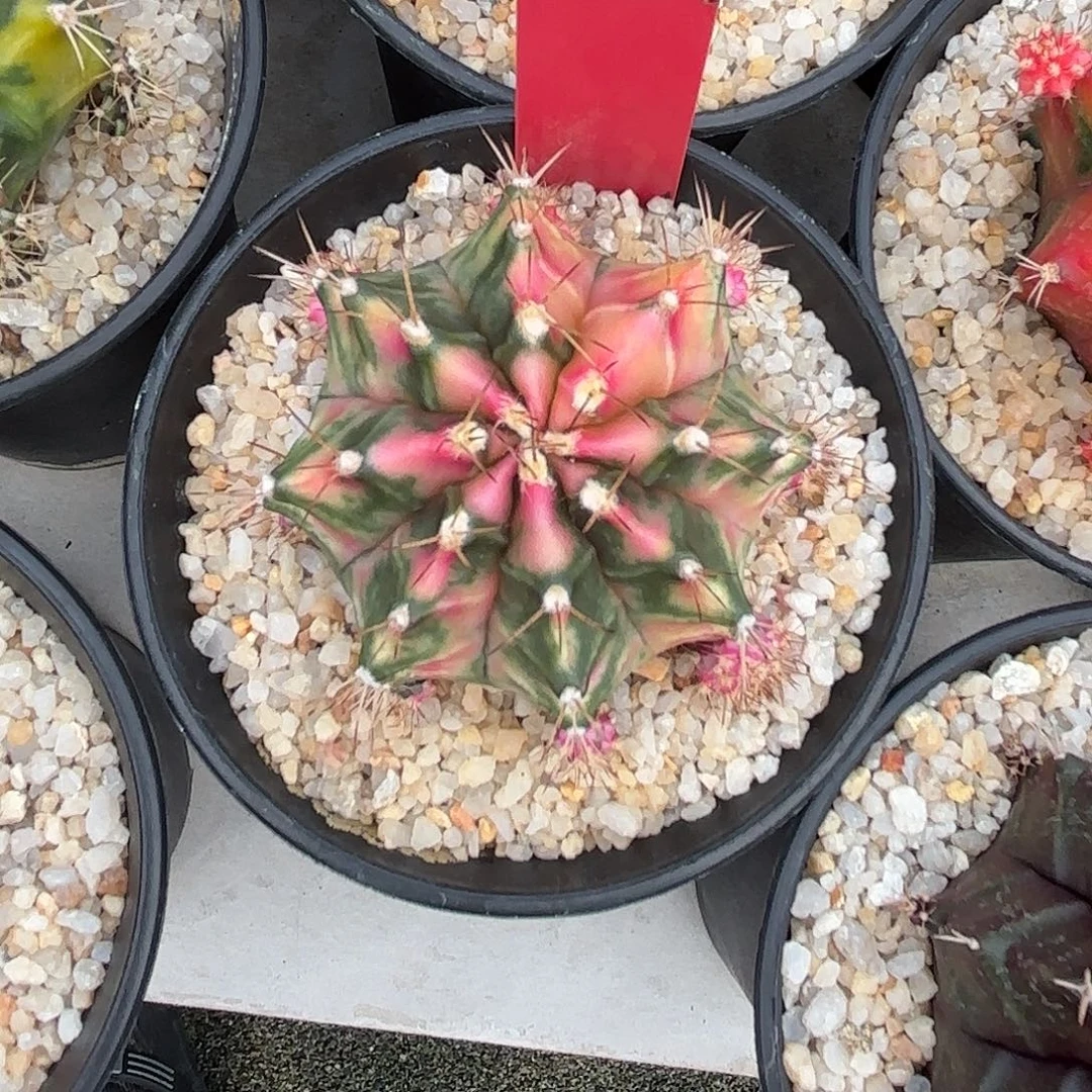 11-1108泰国发货多肉