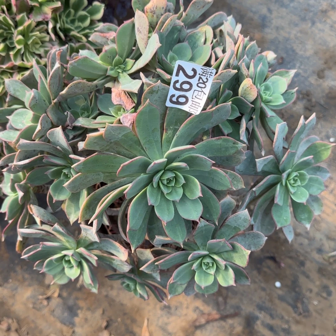 粉仙桃299满20包邮断枝不包会氧化黑斑