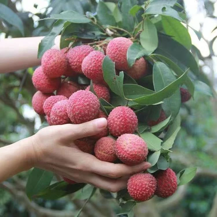 【空运包邮福利】巨无霸荔枝皇特大果买三斤送2斤桂味荔枝