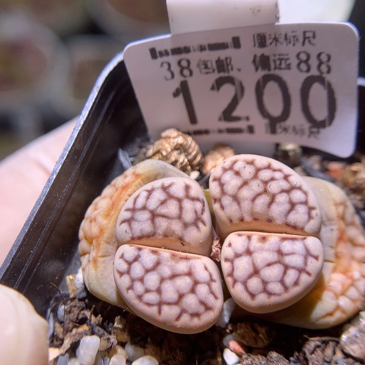 zzz精品生石花1200