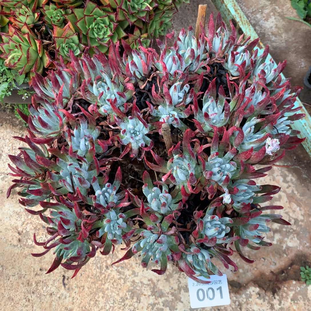 文森特001多肉植物