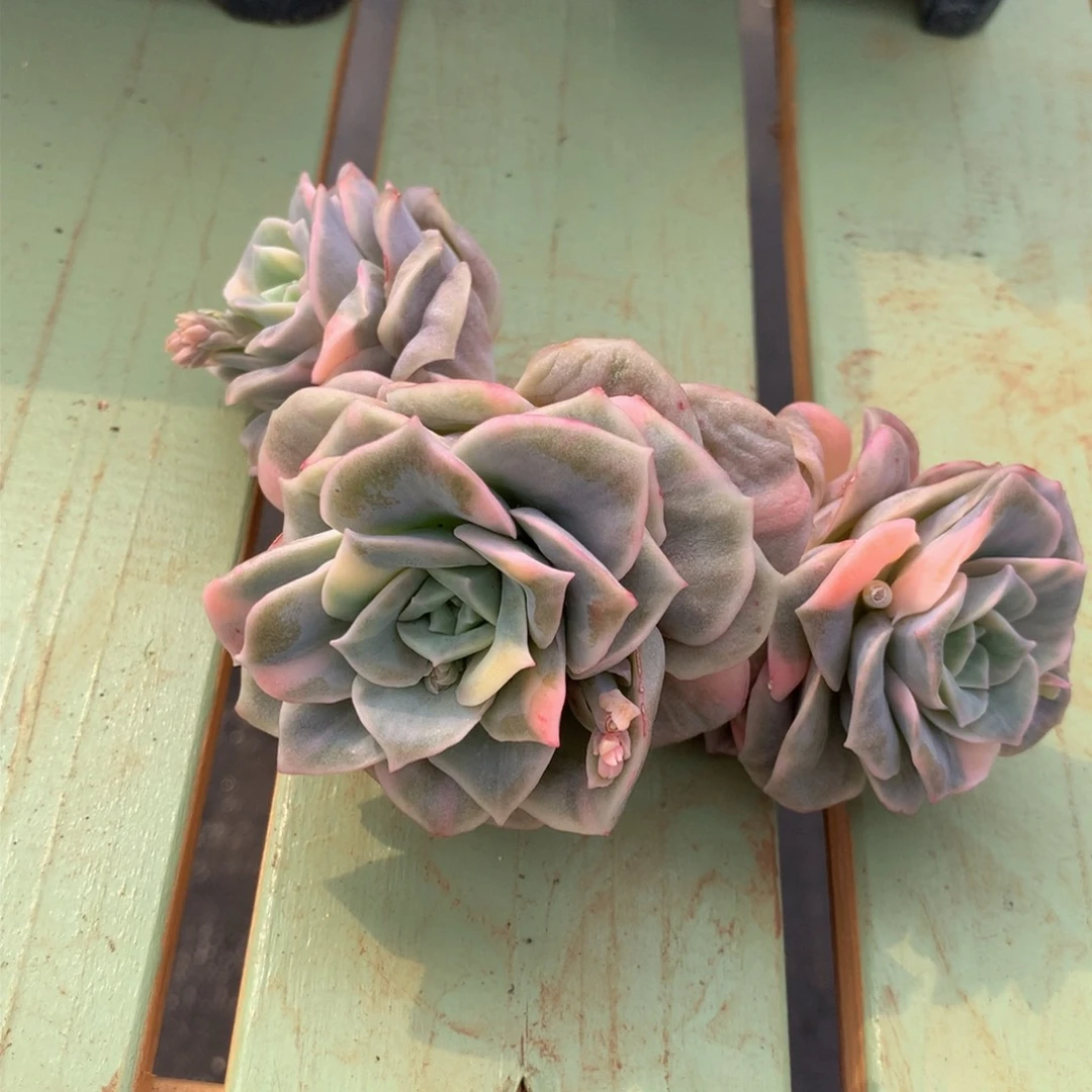 可爱玫瑰锦锦上园艺一物一拍