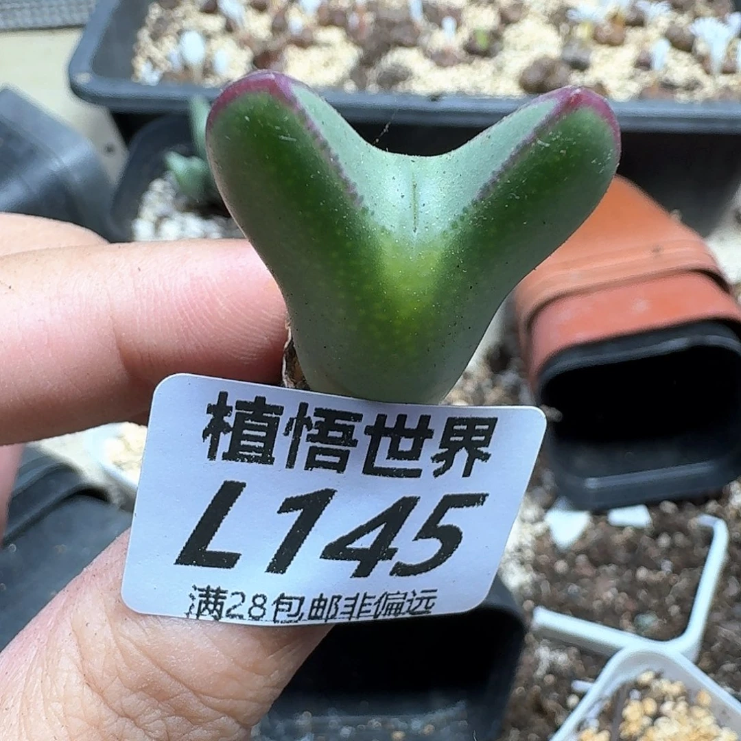 多肉植物的润泽地f