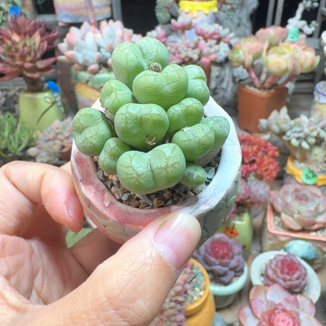 猴脸 多肉含盆土 一物一拍