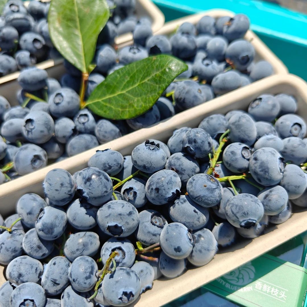 【新品上新】枝冠蓝莓辽宁省