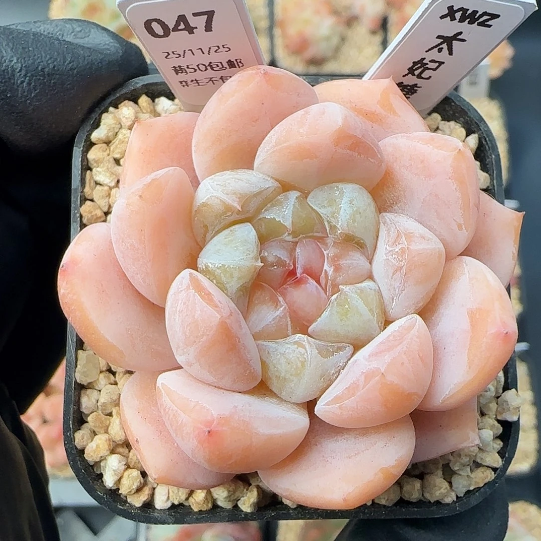 047     太妃糖  5厘米盆