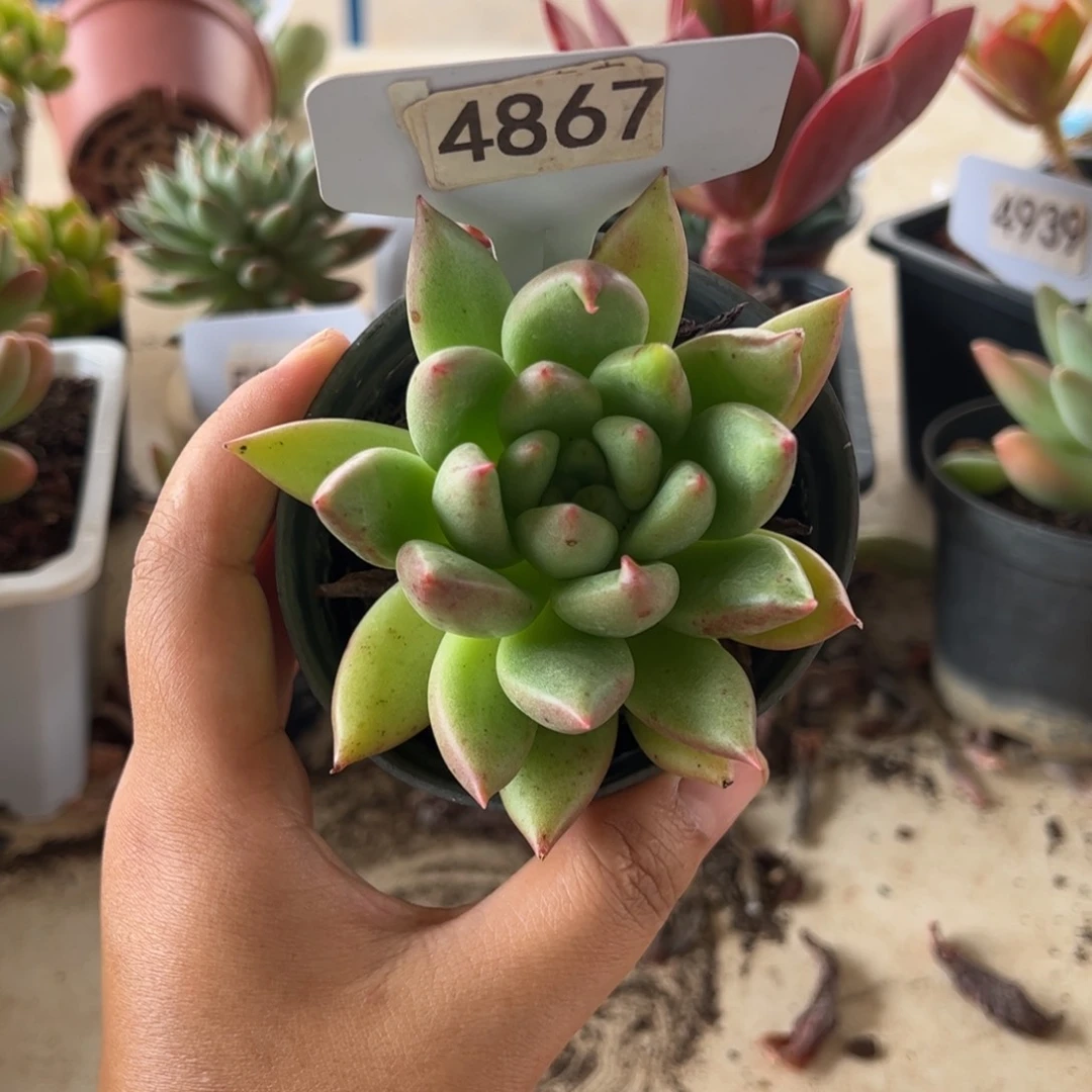 【闪购商品】米老鼠。4867。 111111111