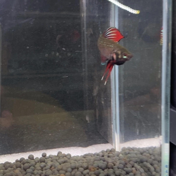 斗鱼泰国斗鱼409号