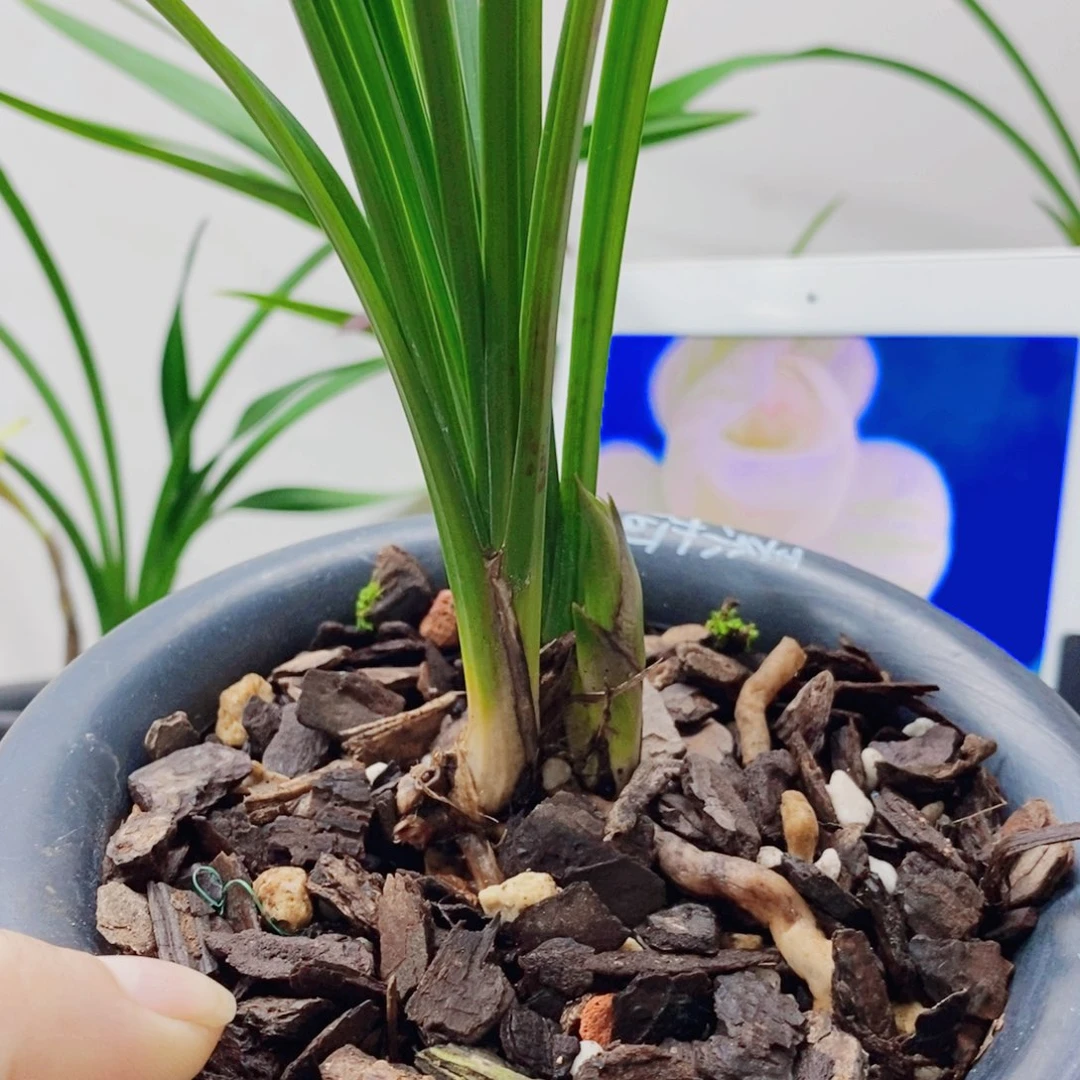 用***1大部分花苞少量开放