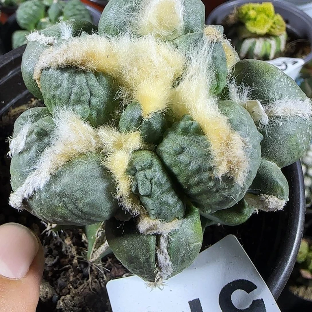 欢***哥中筋蛋蛋579。