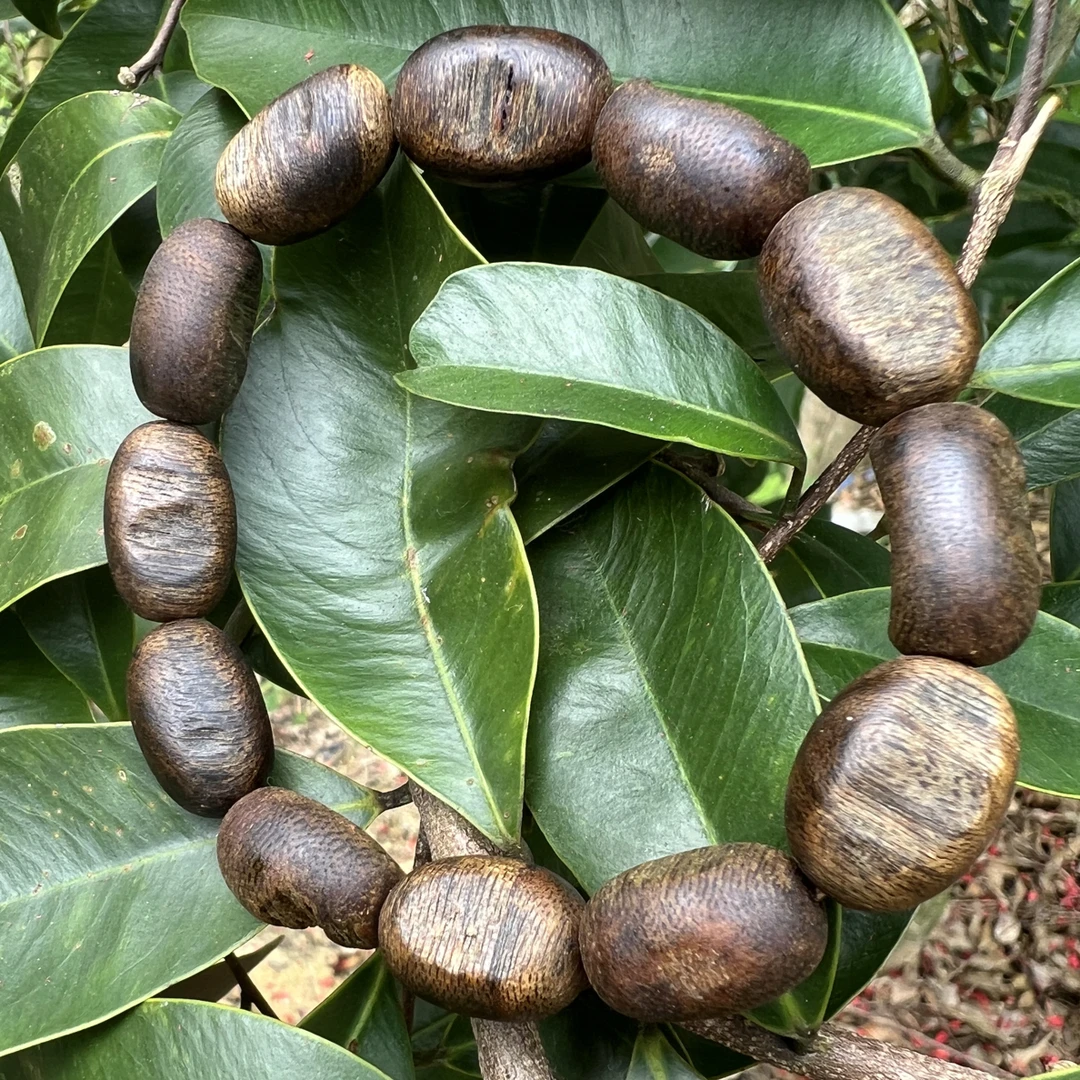 沉香棋楠沉香爆满结香1.2mm大留疤，多样性发一