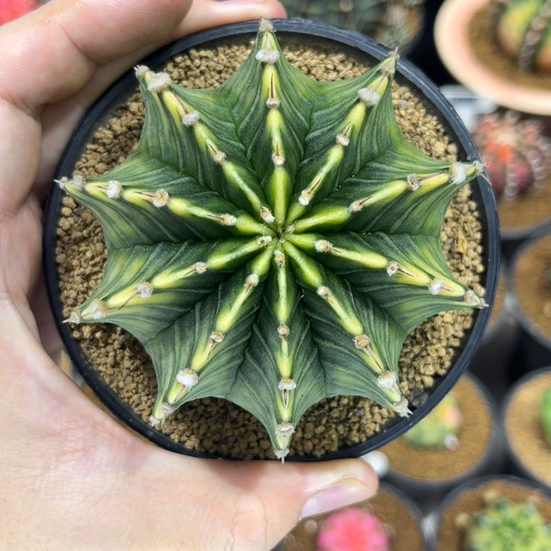 实生根肋骨锦—————————-