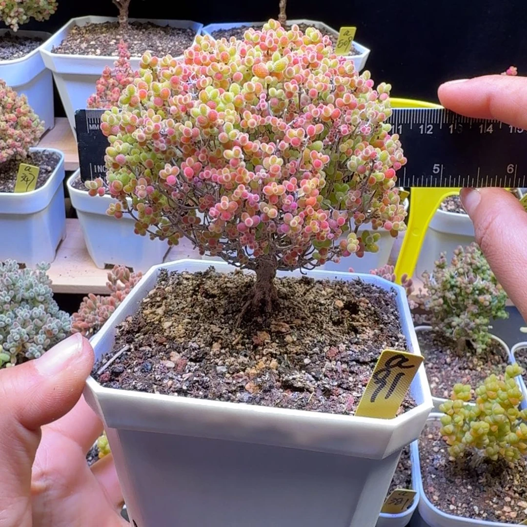 a91号蜜橘冠服10厘米左右