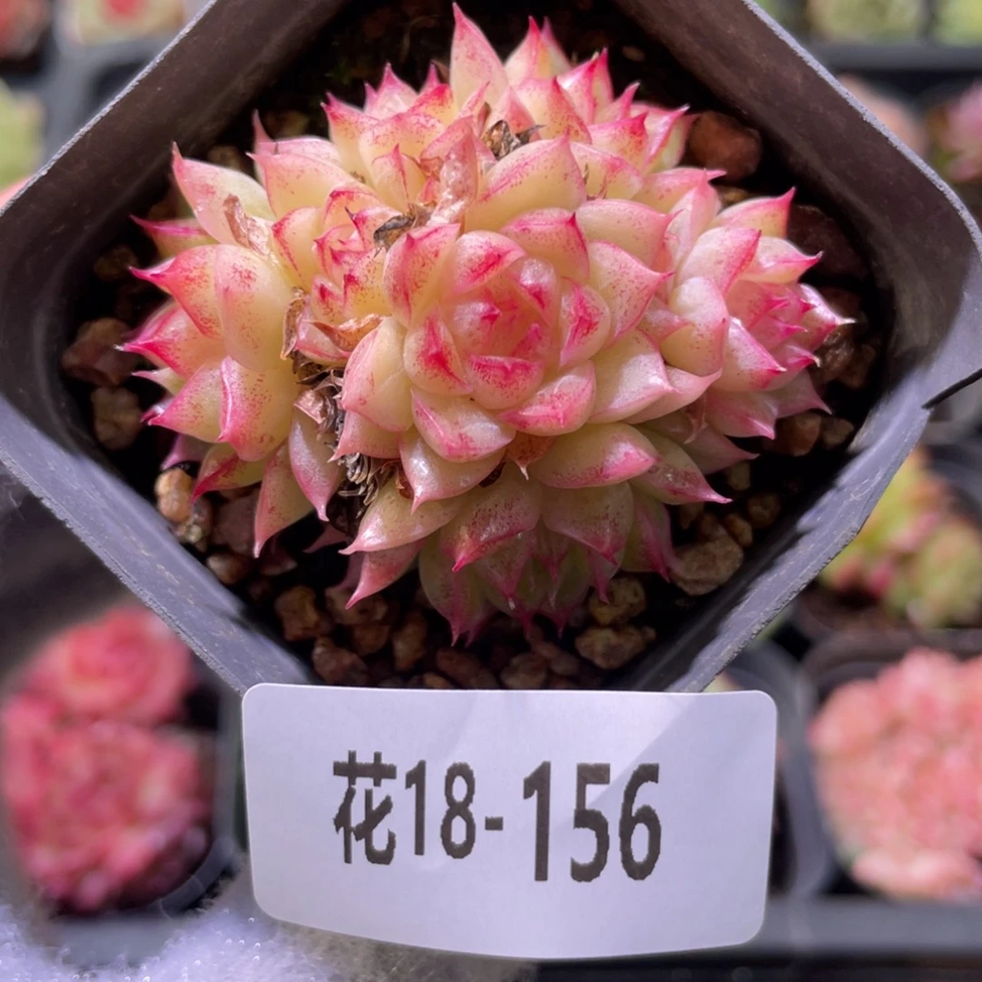 花利美18-156麦秆群