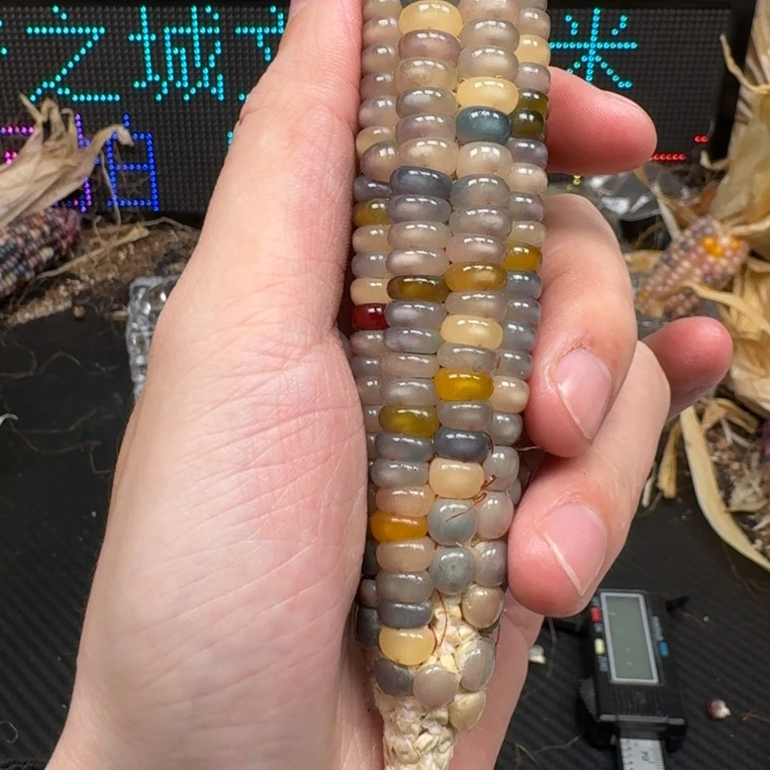 柏香籽/百香籽吊坠深****琦