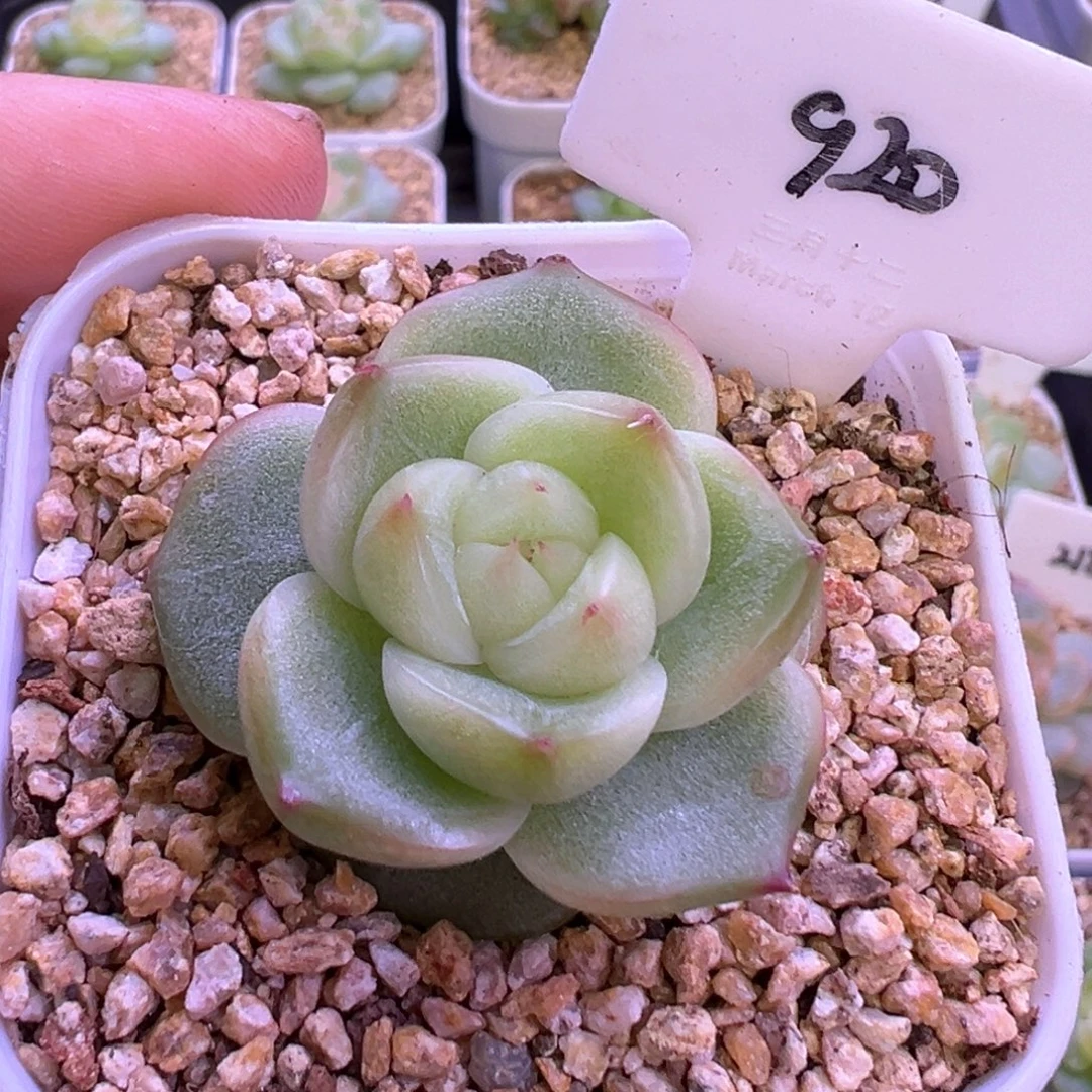 920号玉玲珑 晗雨多肉